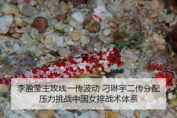 李盈莹主攻线一传波动 刁琳宇二传分配压力挑战中国女排战术体系